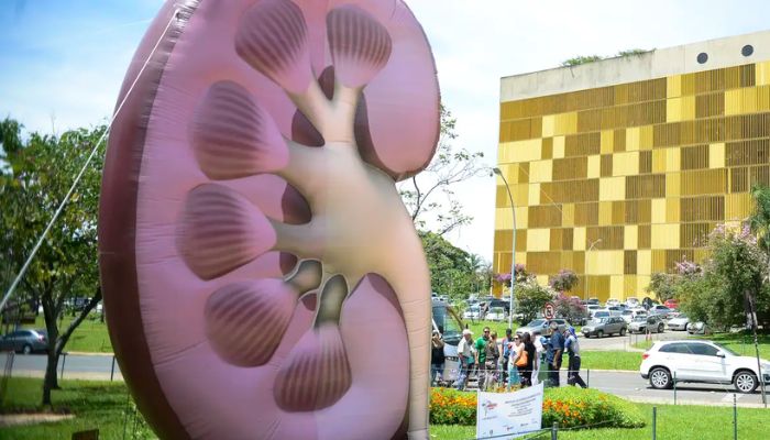  Dia Mundial do Rim: doenças renais são silenciosas e exigem atenção 